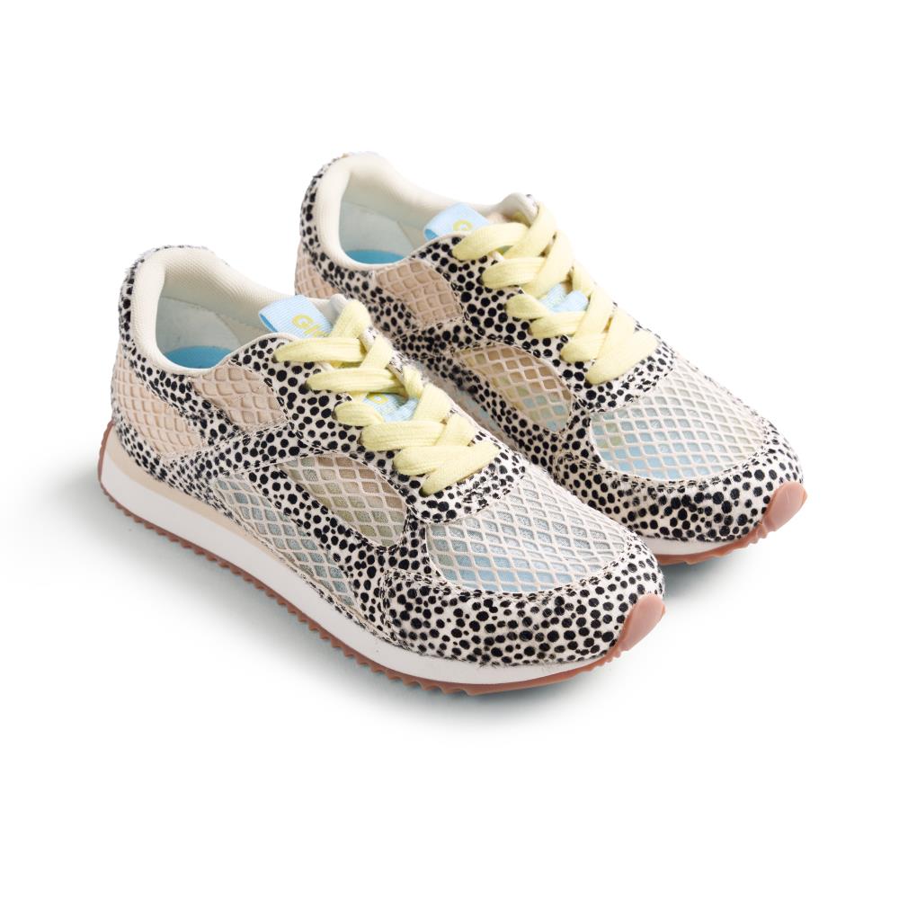 GIOSEPPO 78626-SEEKONK Dalmata